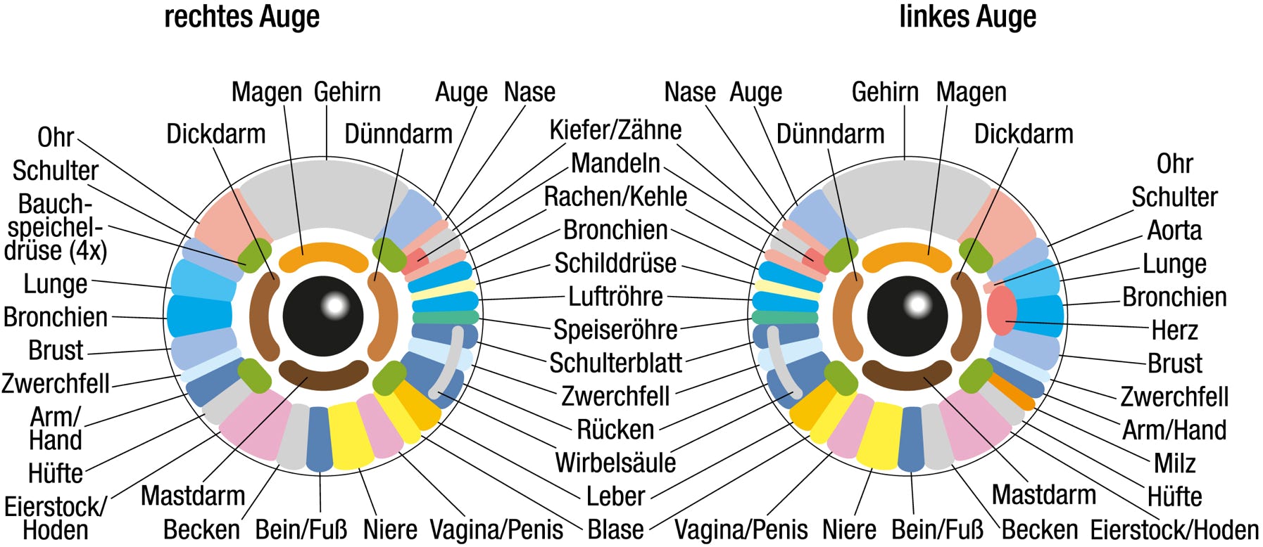 Einteilung des Auges nach Organen und Reflexzonen